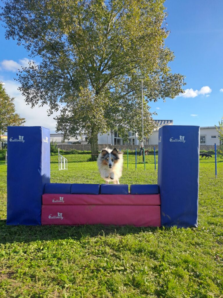 Kiro und Montys Agility-Erfolge