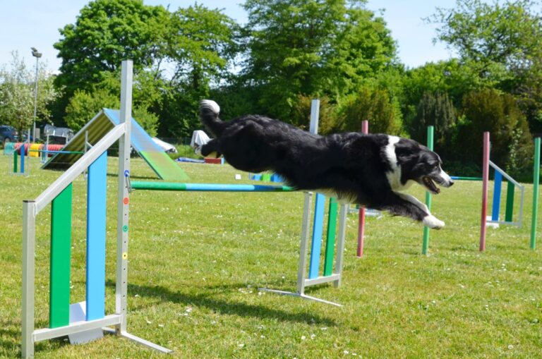 Bericht Agility Seminar